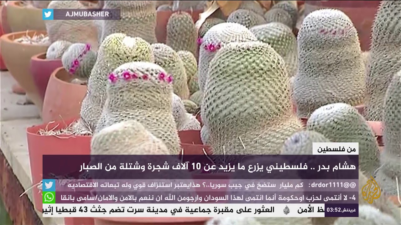 شاب زرع مايزيد عن 10 آلاف شجرة من فلسطين