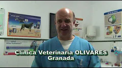 ¿Cuánto frío es demasiado frío para los perros?