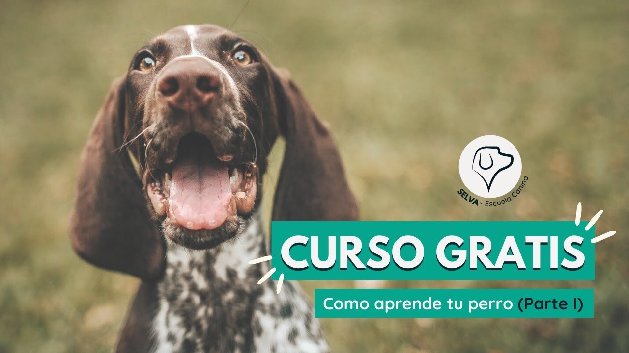 🔥Curso de Adiestramiento Canino GRATIS🔥 ¿Cómo aprende TU PERRO? Parte 1
