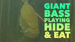 Giant Bass Playing Hide & Eat. #shorts