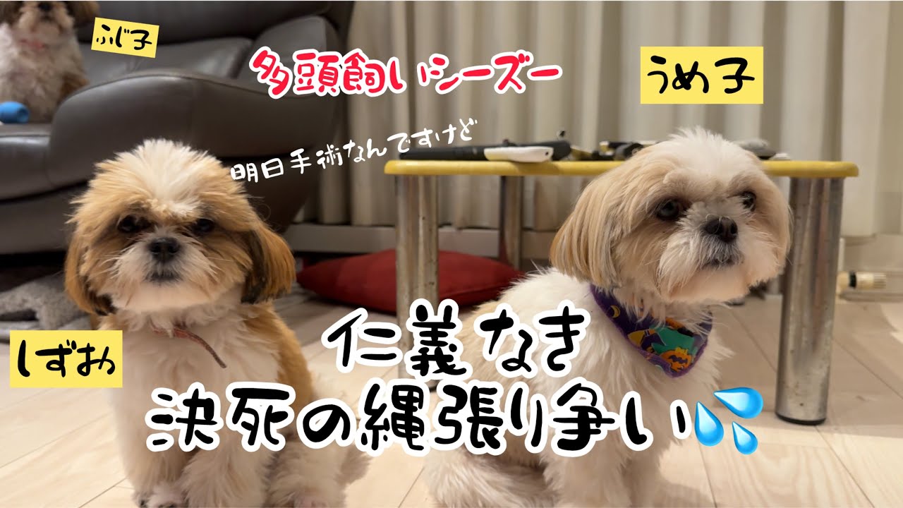 【シーズー犬多頭飼い】姉弟犬による仁義なき縄張り争い