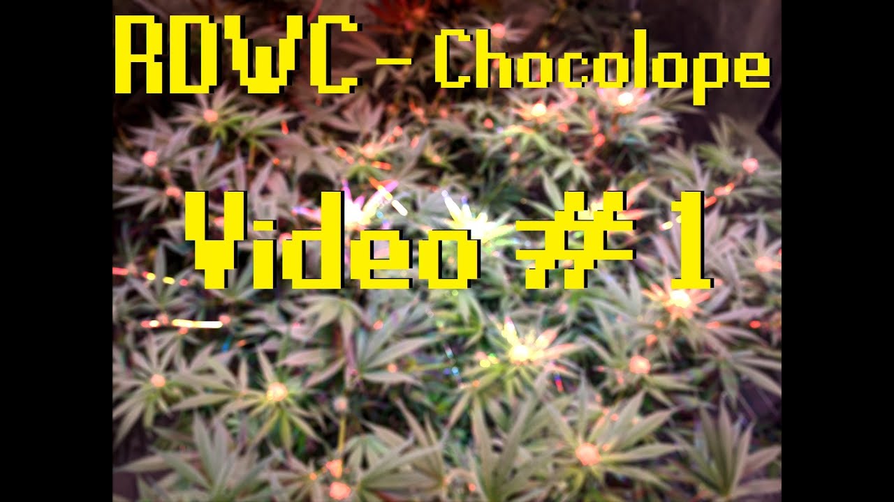 RDWC Deep Water Culture, Chocolope Cannabis Sativa - My Grow - Week 4 Flower @ecdwc