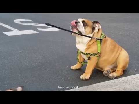 Video: Forskjellen Mellom Fransk Bulldog Og Engelsk Bulldog