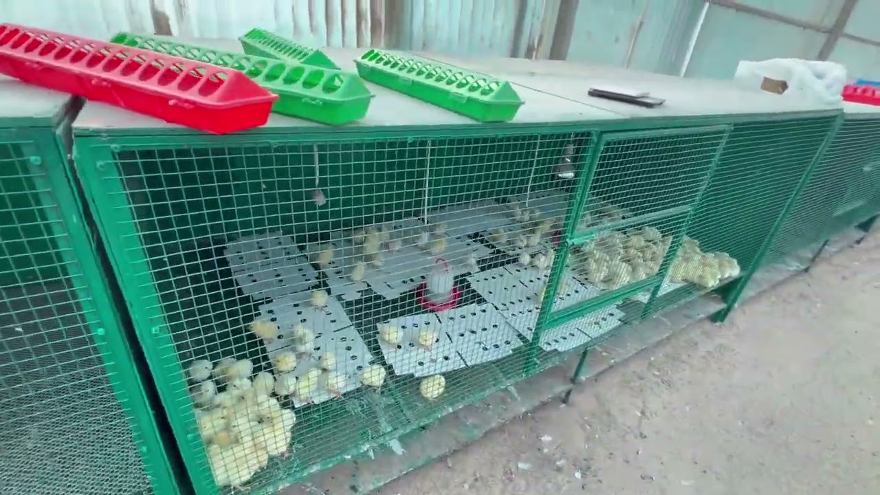 العودة للمزرعة بعد شهر رمضان وشراء كتاكيت لاحم جديدة