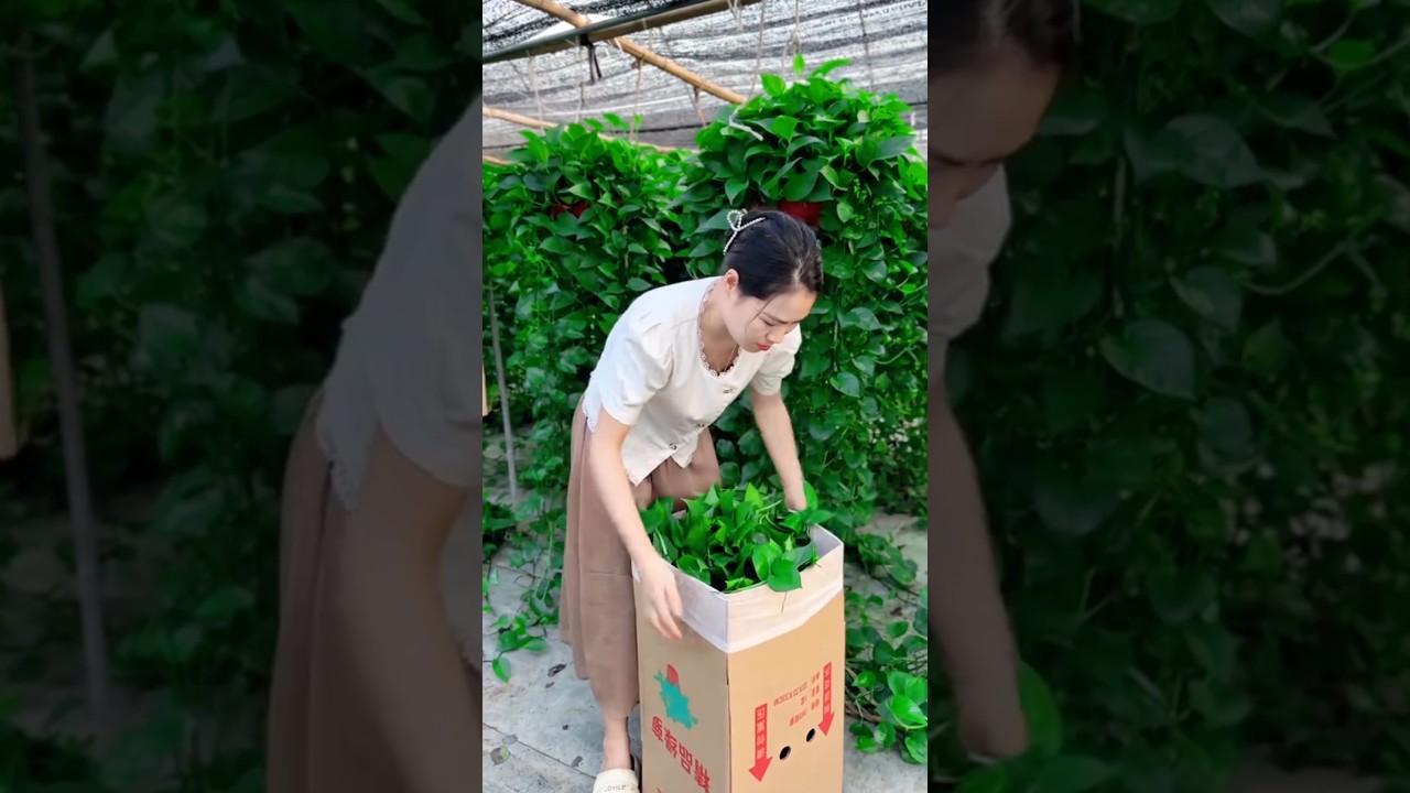 Tips for Packing Long Pothos Easily 