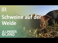 Die Sau rauslassen: Schweine auf der Weide | Unser Land | BR Fernsehen