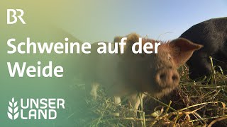 Die Sau Rauslen Schweine Auf Der Weide Unser Land Br Fernsehen