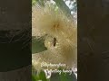 Busy honeybees collecting honey.
