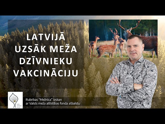 Latvijā uzsāk meža dzīvnieku vakcināciju pret trakumsērgu (04.09.2023.) // MEŽNĪCA