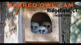 Preview of stream Barred Owl Cam Inside View, Ridgefield, CT, USA