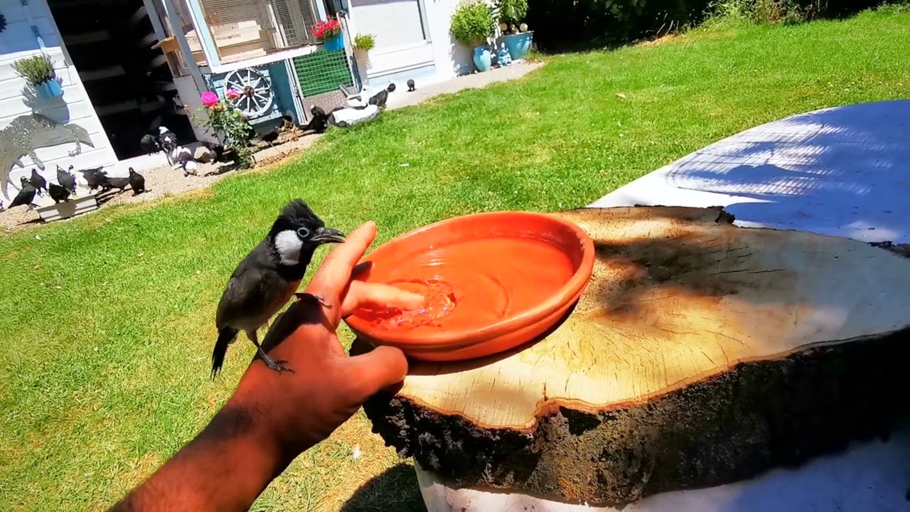 البلبل العراقي عسوله 🐦مطيار يوميا ربع ساعه 💕🌹والتحشيش اكيد 💐