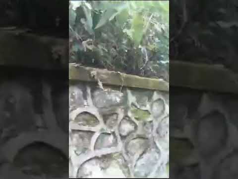 The Rare Leopard Cat Sighted In The Wild In Kodaikanal