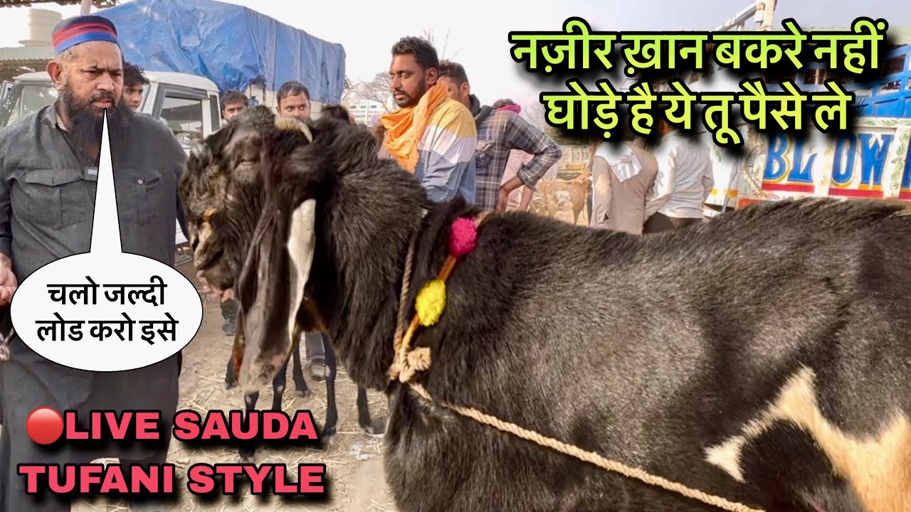 नज़ीर ख़ान बकरे नहीं घोड़े है ये तू पैसे ले हैवी बकरे @farmingbaba #live_sauda tufani style biggoats