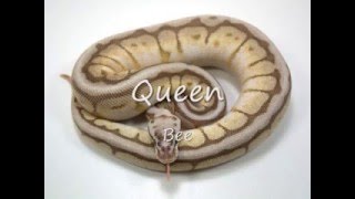 Ball python paint jobs
