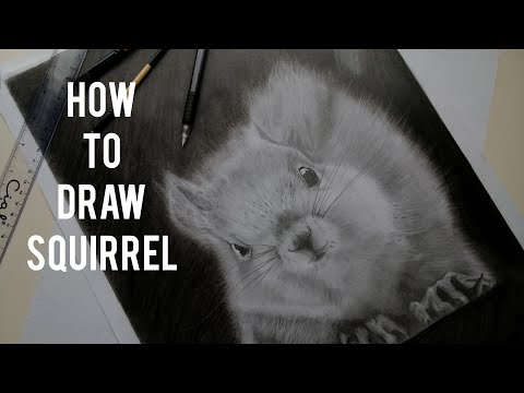 How To Draw A Realistic squirrel animal fluffy (squirrl) | timelapse drawing