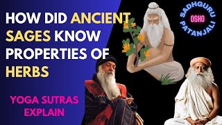 Ancient Wisdom Unveiled: How Yogis Knew Plant Properties Before Science Did!