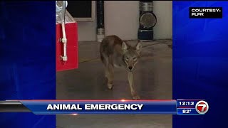 Coyote creeps up behind Fort Lauderdale firefighter at station, runs off