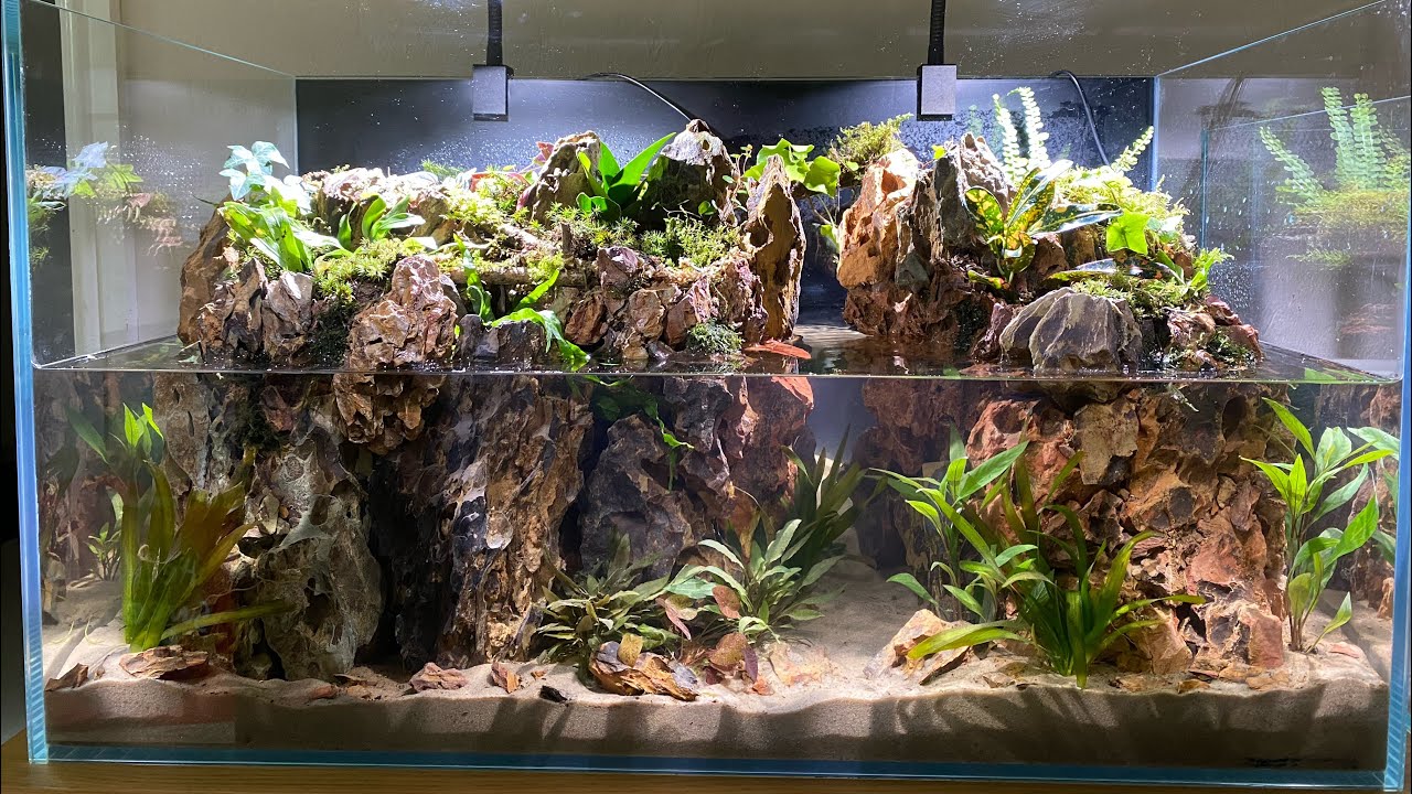 MAKING MY MOUNTAIN ISLAND PALUDARIUM FOR NEW ANT COLONY YouTube