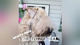 How to trim a wheaten terrier head | Terrier grooming tutorial