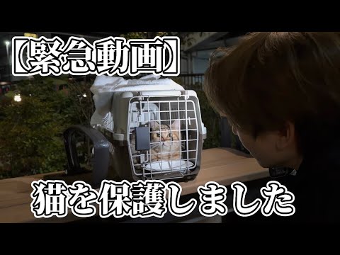 病院の近くで小さな猫を緊急保護…飼い主さんの情報提供をお願いします
