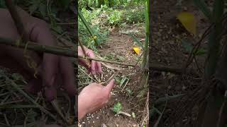 New Amazing Bird Trap Using Bamboo and wood band #shorts #youtubeshorts
