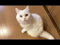 朝から鳴いてる子がいたので起きてみると…