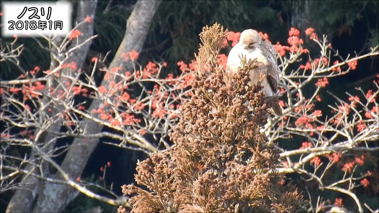 猛禽车子 ノスリ Eastern Buzzard (Buteo japonicus)
