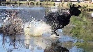 8 month Giant Schnauzer Slo-Mo by David Windmueller 153 views 6 days ago 4 minutes, 3 seconds