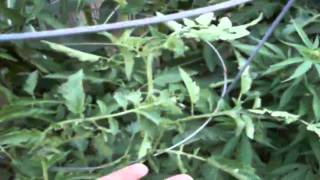 Veggie Garden #5