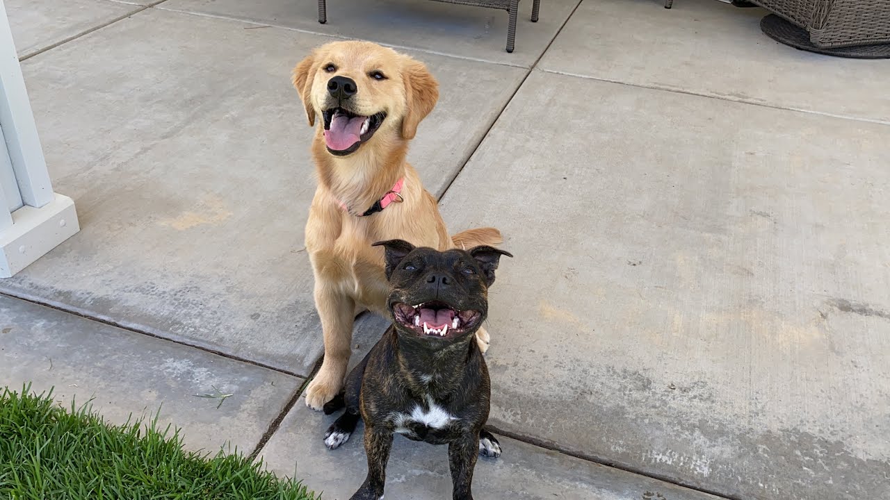 Unlikely friendship between big and small dog - YouTube