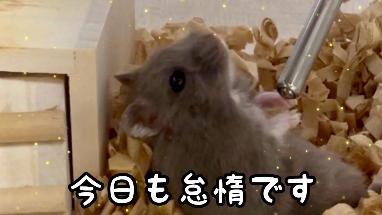 だらしない生活のハムスター - YouTube