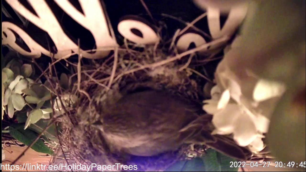 Live bird nest cam YouTube