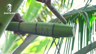Coconut flower juice - How it's Made| Sokfarm coconut flower nectar