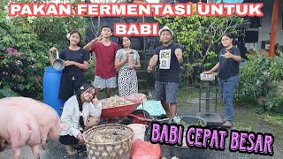 Pakan FERMENTASI Membuat Babi Cepat Besar. Peternakan Babi Di Bali