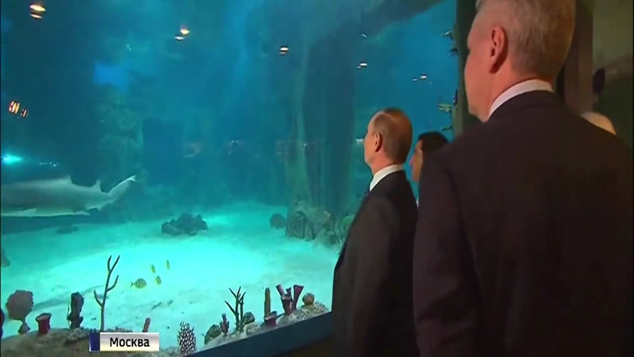 Крупнейший в Европе океанариум открылся на ВДНХ - 04.08.2015 - YouTube