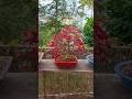 1 month in 15 seconds🍁#bonsai #fyp #timelapse #diy #repot #red #deshojo #leaf #japanese #maple