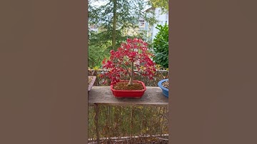 1 month in 15 seconds🍁#bonsai #fyp #timelapse #diy #repot #red #deshojo #leaf #japanese #maple