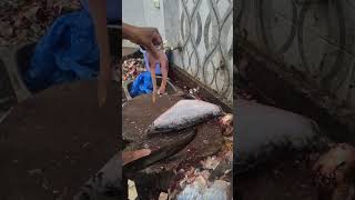 Incredible 😱😱Big Catch Rou Fish Cutting skills 🔥😳|#fishcutting #shorts #viral #trending #bigfish