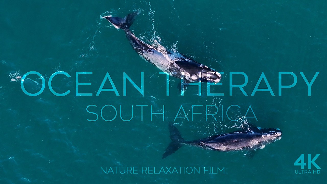 Whales of South Africa | 4K Ocean Short Film