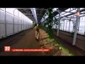 France 2  le succs de lagrivoltaisme  la runion  agrivoltaics success in reunion island