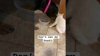 Rottweiler and cat | dog don’t like to share food with a cat