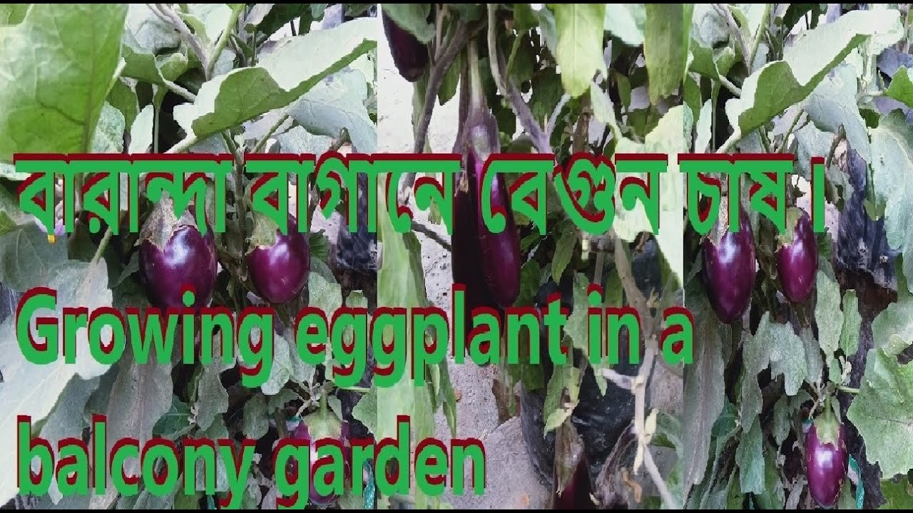বারান্দা বাগানে বেগুন চাষ I Growing eggplant in a balcony garden 