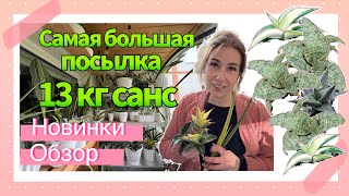 картинка: Новинки санс из Индонезии - обзор 💚 #сансевиерия #сансы #sansevieria