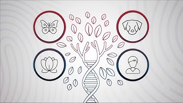 Sanford Imagenetics Explains Your Genes