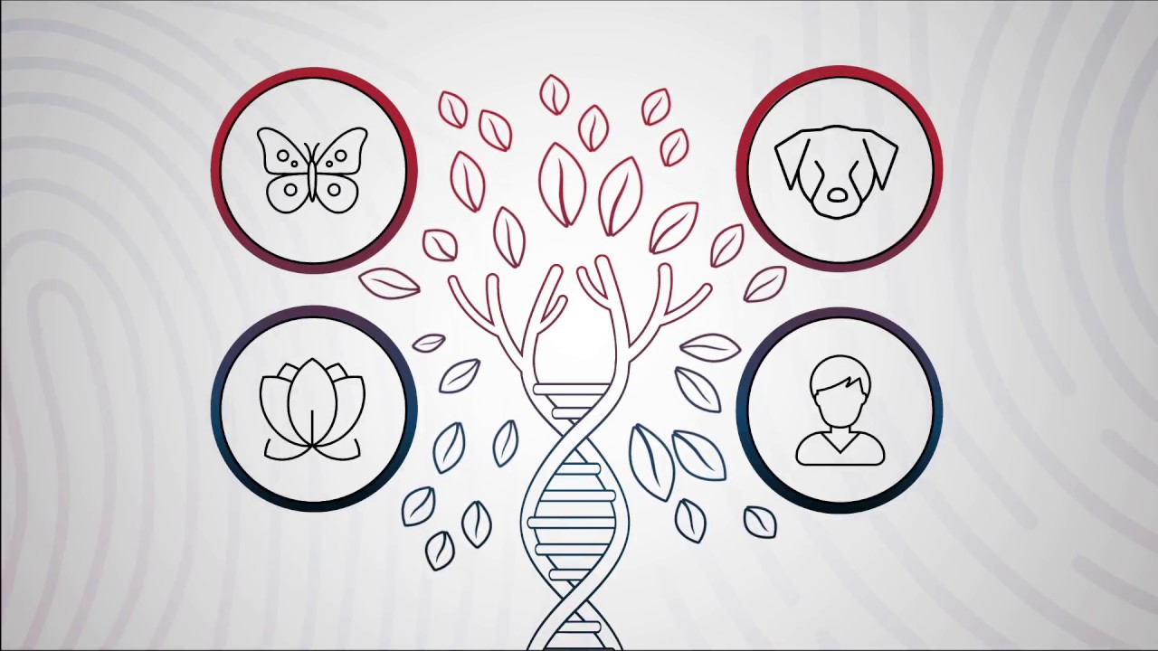 Sanford Imagenetics Explains Your Genes