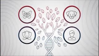 Sanford Imagenetics Explains Your Genes