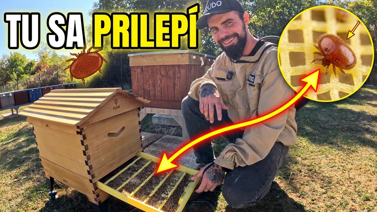 Pripravujem pascu na parazita. Príprava na liečbu včiel. Výsledok uvidíme už čoskoro.
