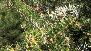 Christmas Tree Species: Korean Fir