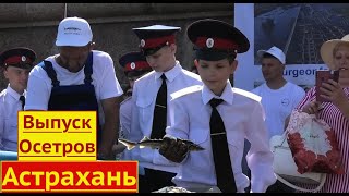 Как в Астрахани выпустили 300 молодых Осетров! Флешмоб!