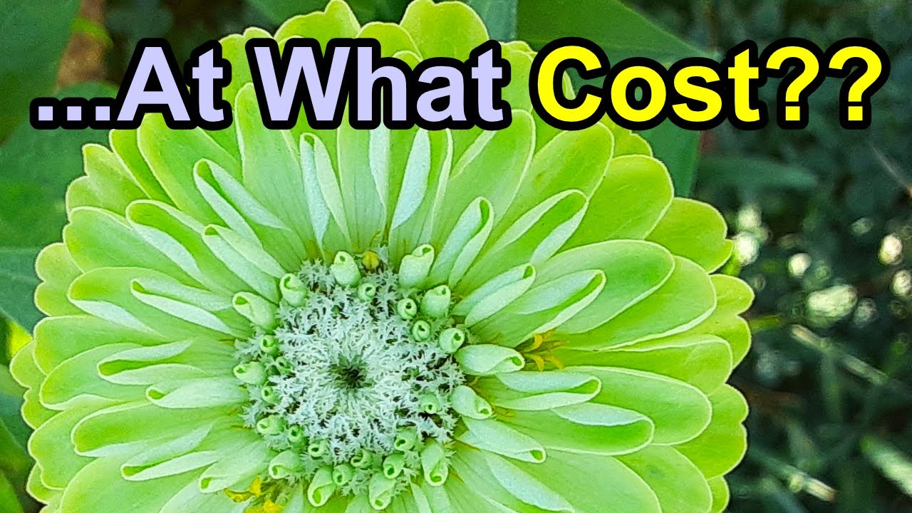 Robotic Bees vs Real Pollinators | Can (or Should??) Technology Replace Nature?